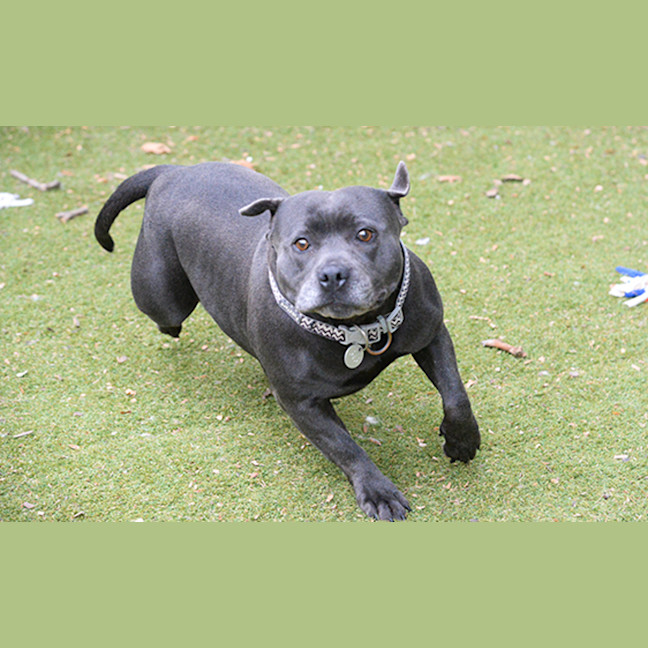 Photo of Pepper