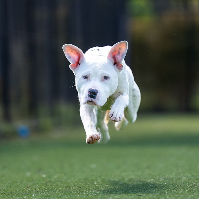 Photo of Smudge Imp 2433