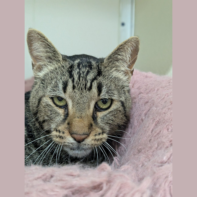 Photo of 🚆 Thomas 5953 🚆