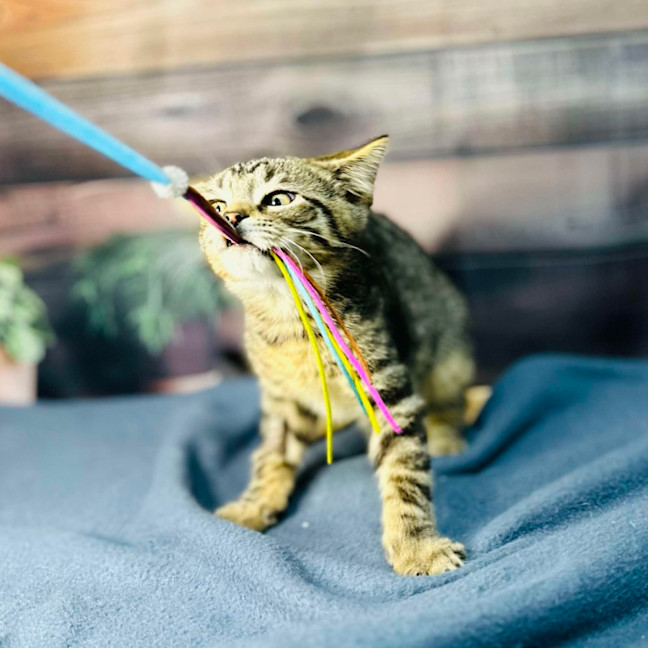 Photo of Atlas   Located In Preston 