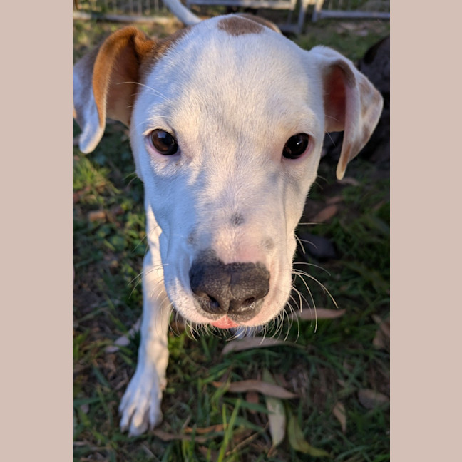 Photo of Watson