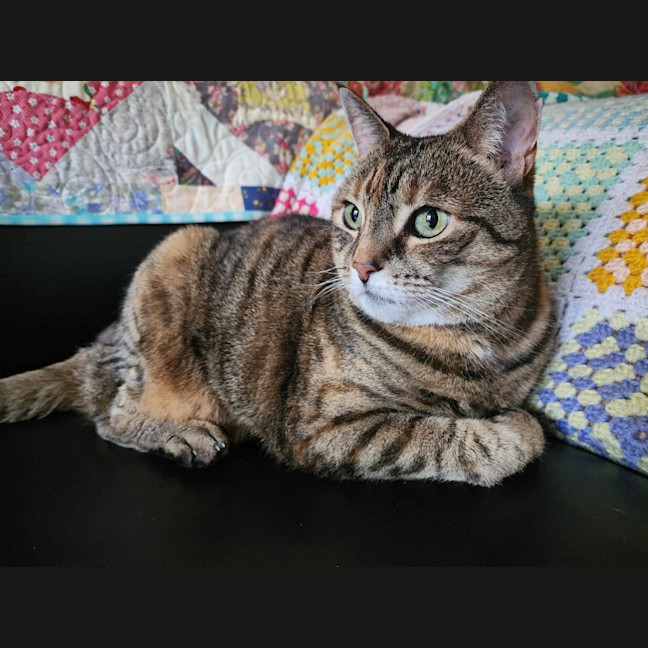 Photo of Tiramisu