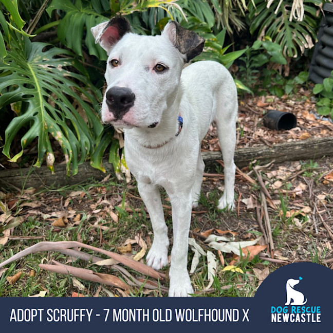 Photo of Scruffy   7 Month Old Wolfhound X