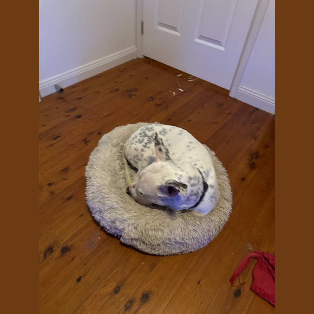 Photo of Sunny   1 Year Old Cattle Dog X