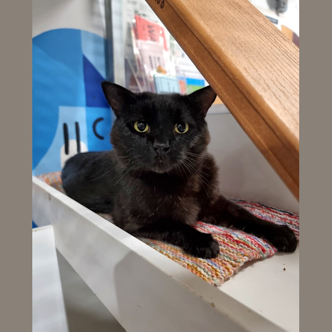 Photo of Baloo