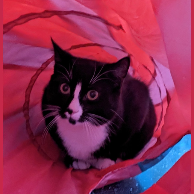 Photo of Sparkle 