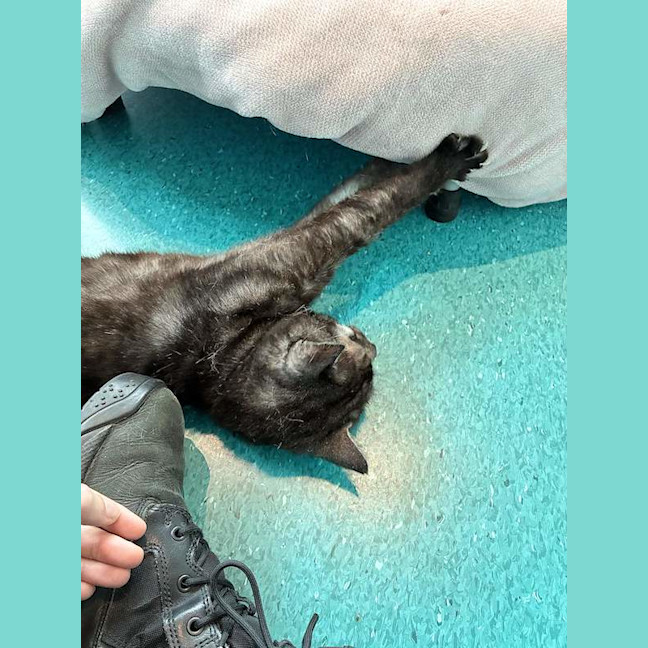 Photo of Nyx