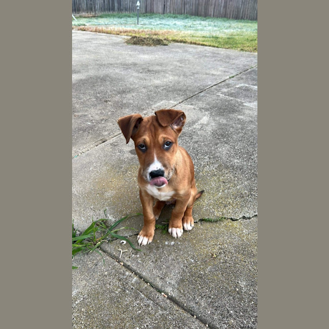 Photo of Bandit