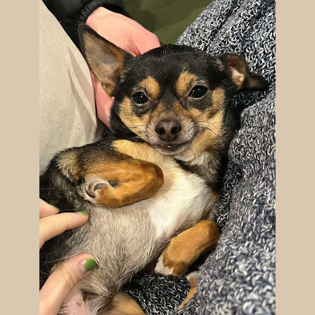 Photo of Beanie Baby