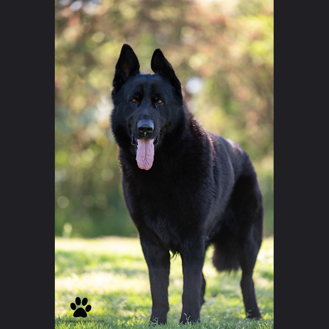Photo of Nero