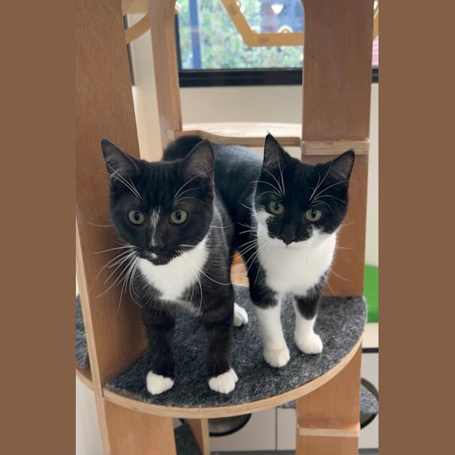 Photo of Einstein (Bonded To Hunter)