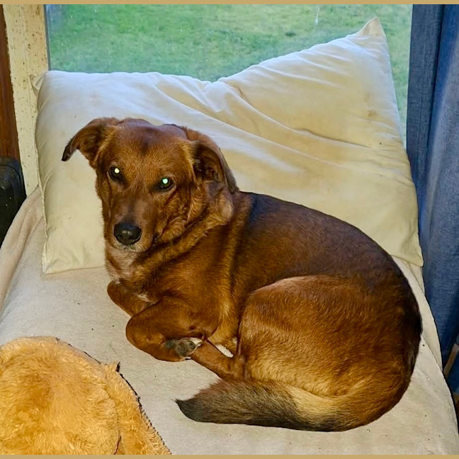 Photo of Spud   4 Year Old Corgi X