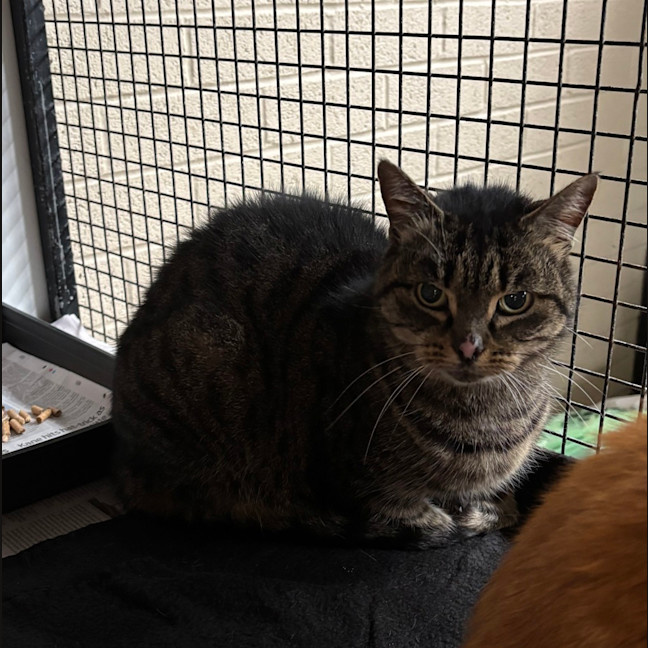 Photo of Tippy