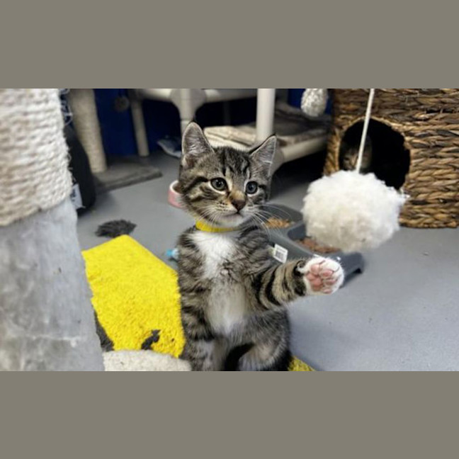 Photo of Gizmo