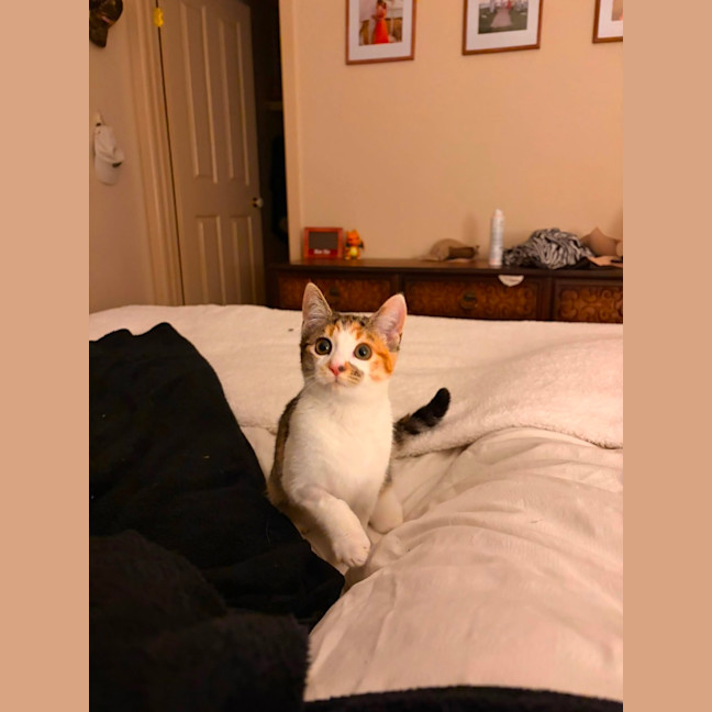 Photo of Ziggy