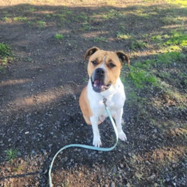 Photo of Poppy (58809)