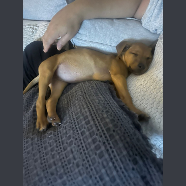 Photo of Biscuit