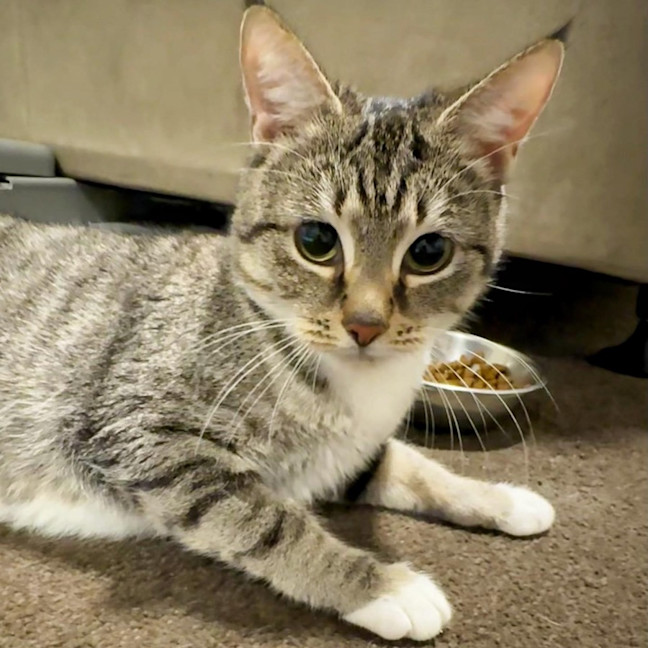 Photo of 10641   Kimchi