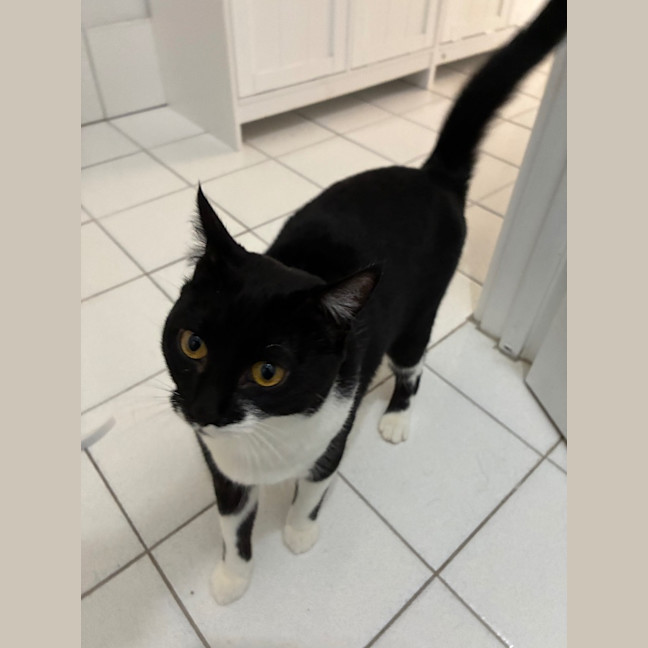 Photo of Baloo