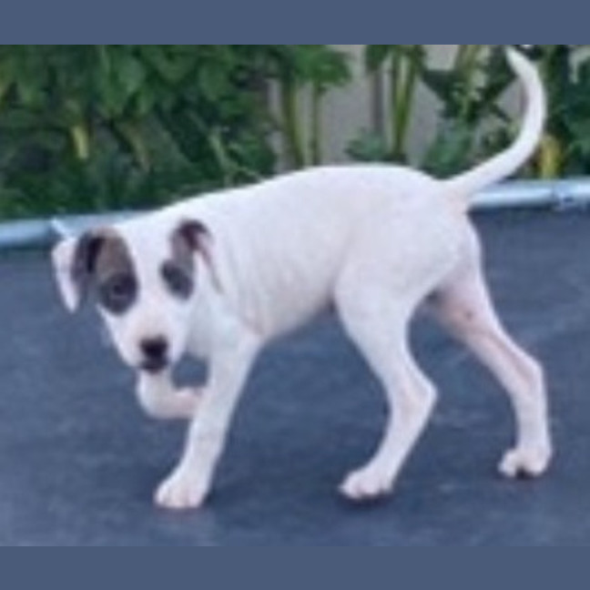 Photo of Hank ~ 11 Week Old, Staffy X Beagle Puppy