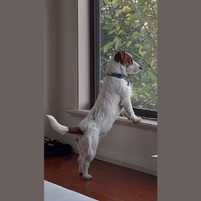 Photo of Stubby   8 Month Old Jack Russell 