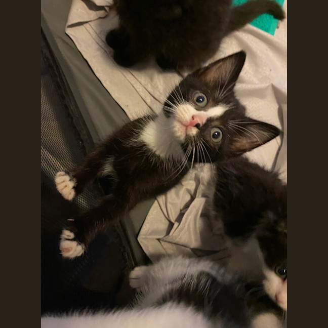 Photo of Miruku (Was Rice Bubble)