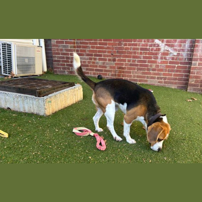 Photo of Beagley