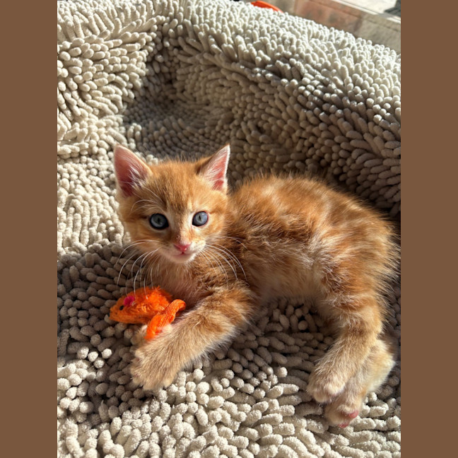 Photo of Gooby