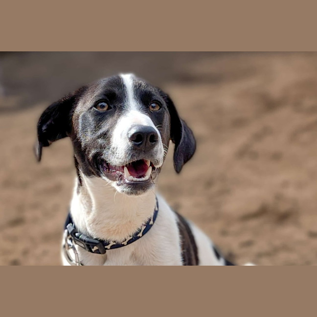 Photo of Bandit
