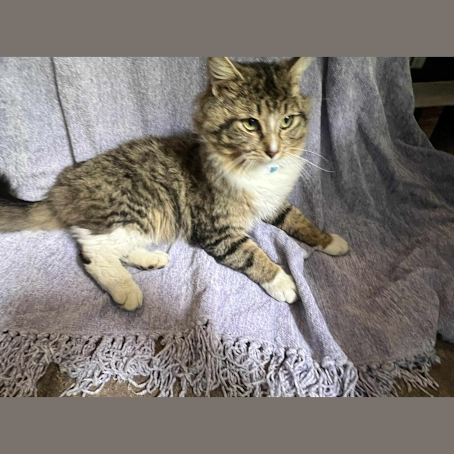 Photo of Sebastian * 9 Lives Project Rescue*