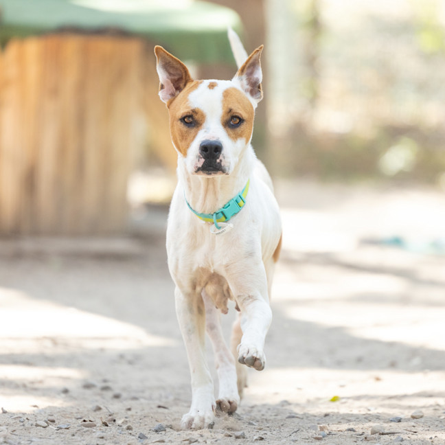 Photo of Nala