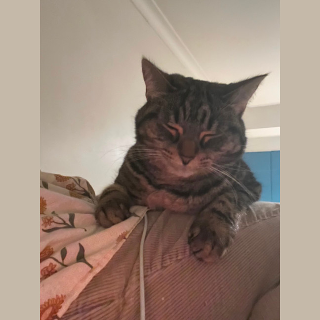 Photo of Princess Pumpkin