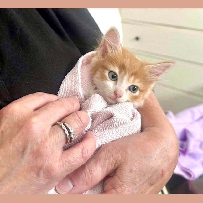 Photo of Cheeto