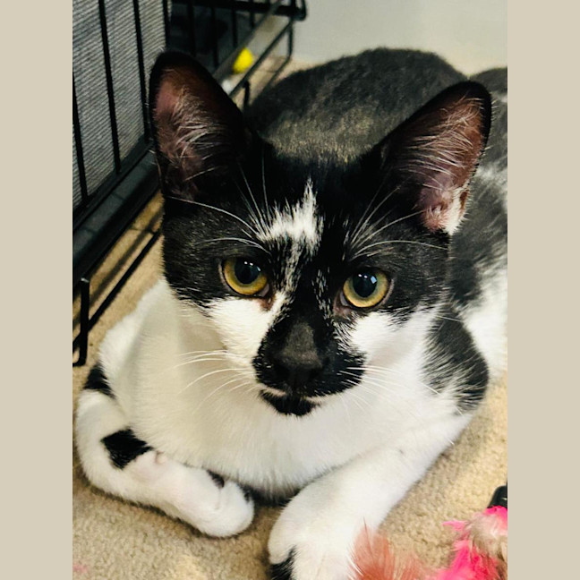 Photo of Bailey Junior