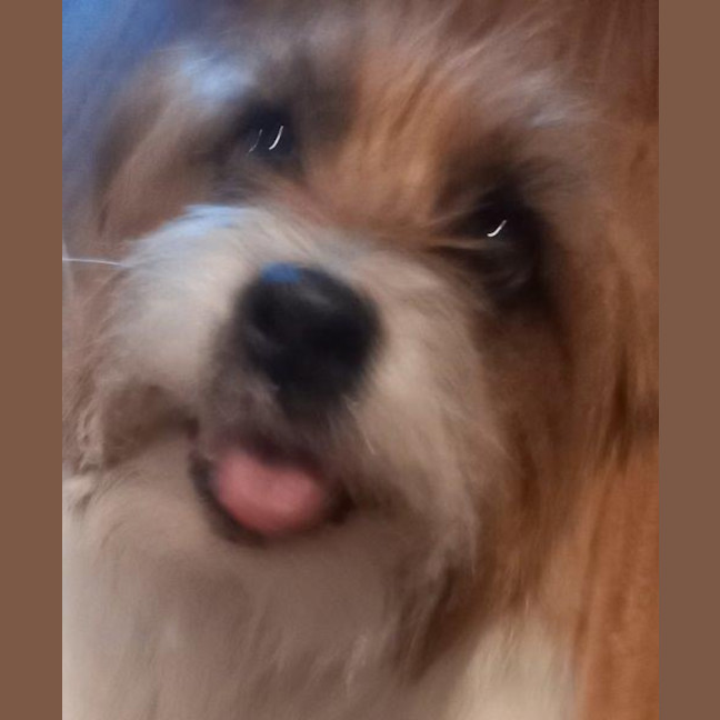 Photo of Bolt O'cleary