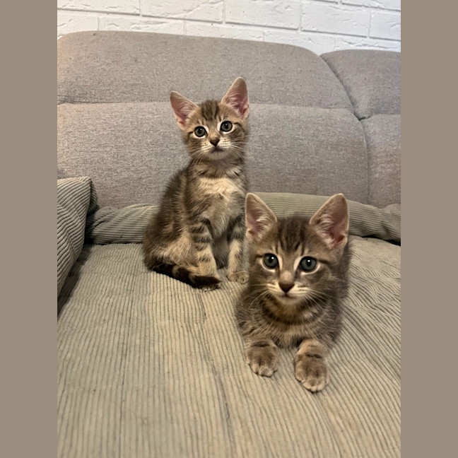 Photo of Kiwi And Berry