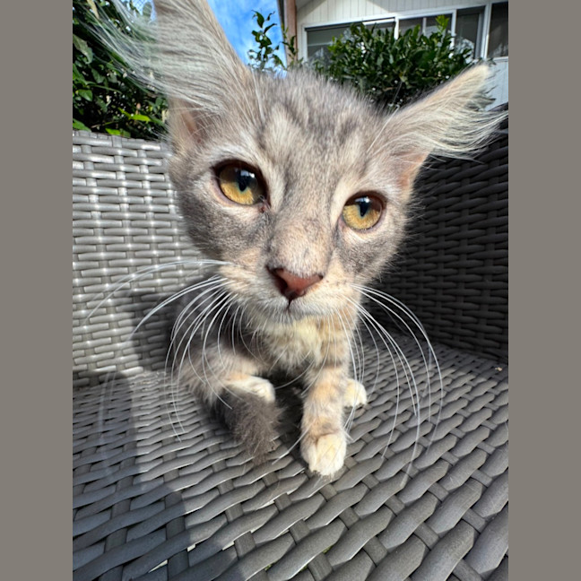 Photo of Jiji