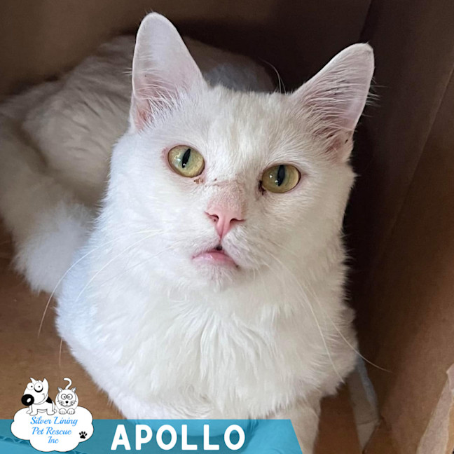 Photo of Apollo