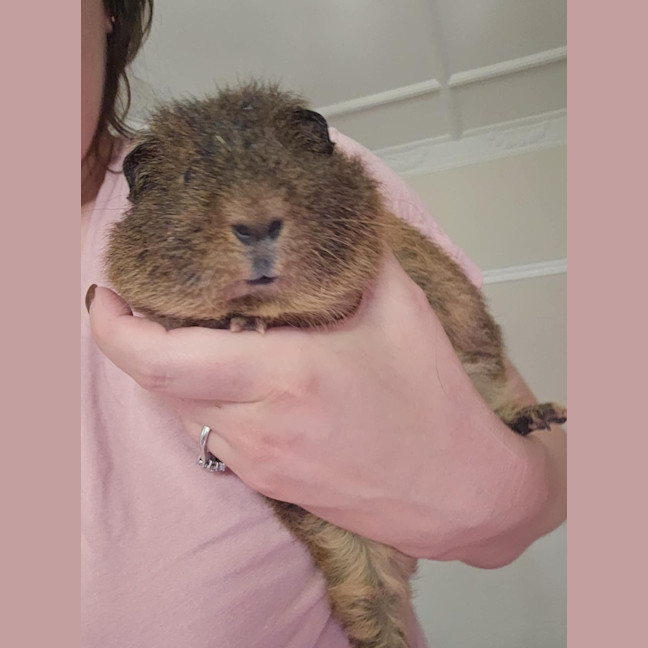 Photo of Bandit