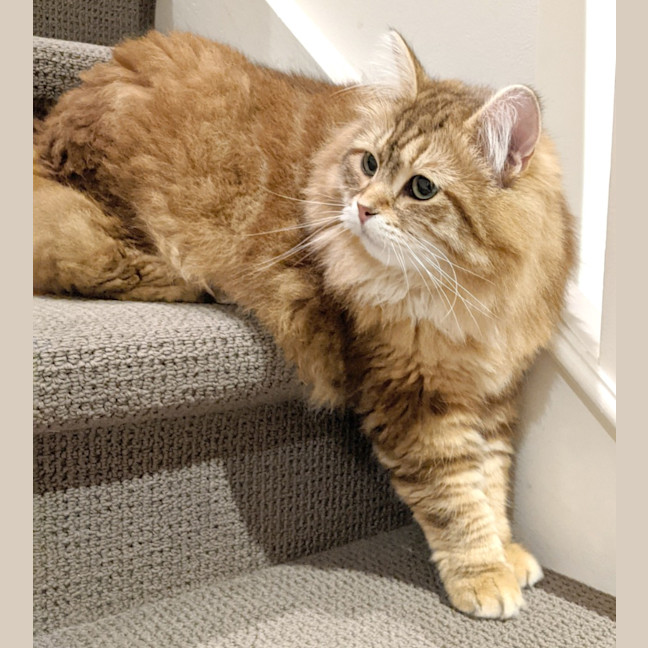 Photo of Milly Siberian