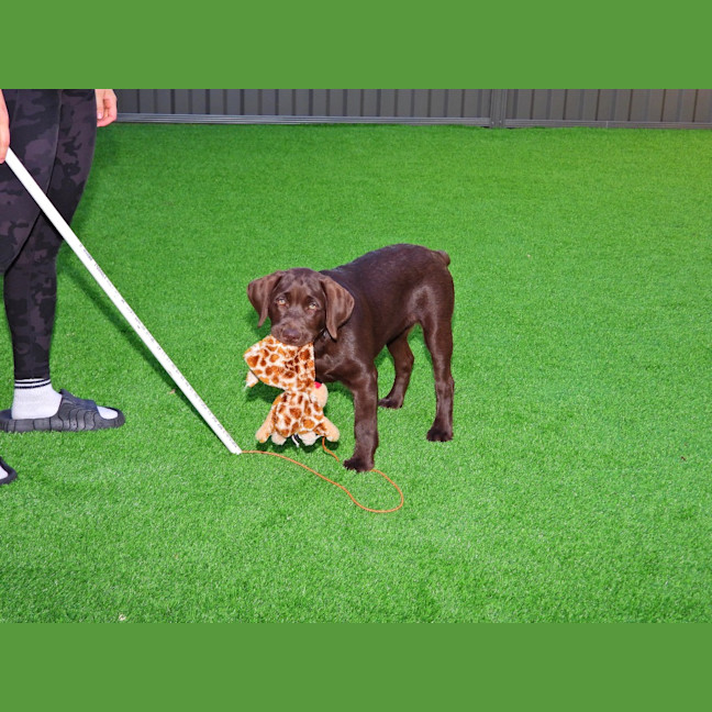 Photo of Coco