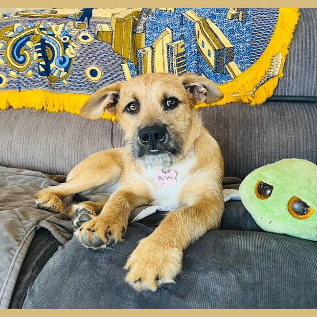 Photo of Pebbles