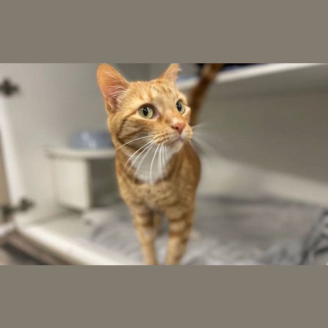 Photo of Finn