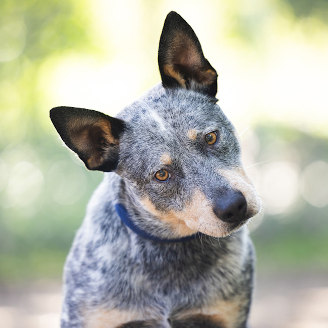 Photo of Cobalt