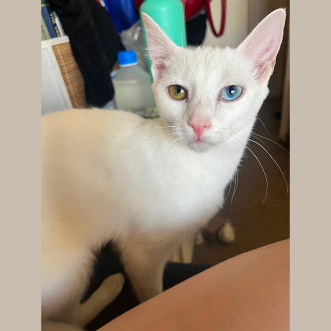 Photo of Snowy *9 Lives Project Rescue*