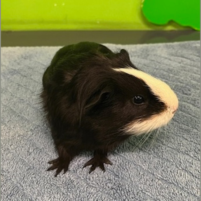 Photo of Bear