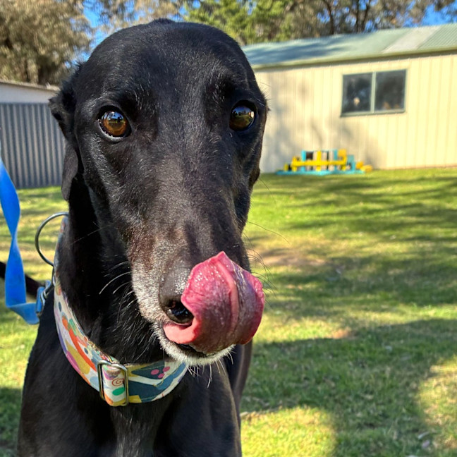 Photo of Moses The Greyhound