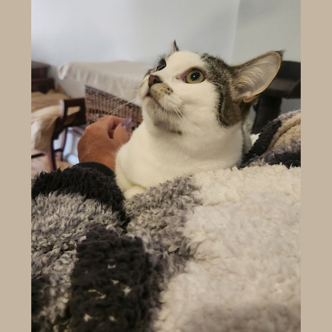 Photo of Honey