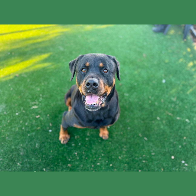 Photo of Marley Imp 1474