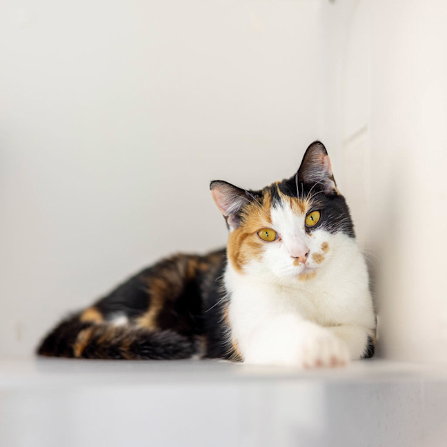 Photo of Skipper